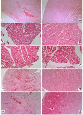 Stable Gastric Pentadecapeptide BPC 157 Therapy for Primary Abdominal Compartment Syndrome in Rats